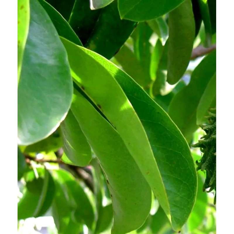 

PROMO 100 Lembar Daun Sirsak Segar Organik Herbal Obat Kanker Tumor Daun Sirsak Daun Segar Sirsak Daun Sirsak Daun Sirsak Segar Termurah Ori Asli