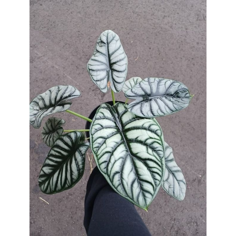 alocasia dragon silver indukan