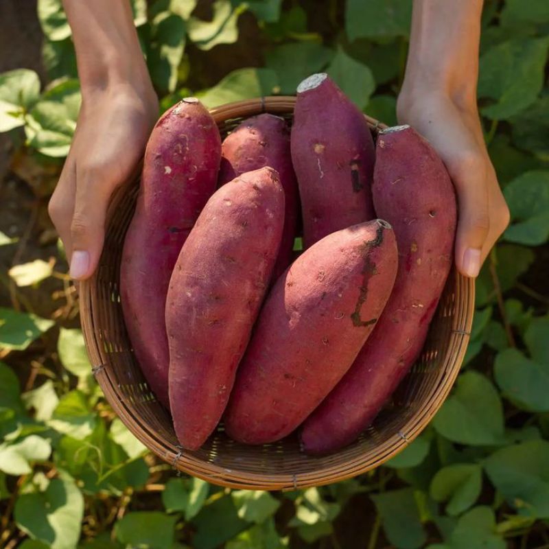 

Ubi jalar, ubi jalar merah legit 500gram kualitas terbaik