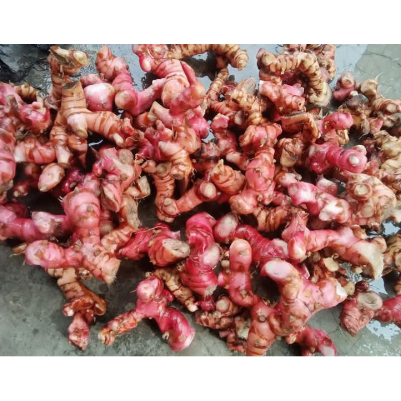

Lengkuas Bumbu masak