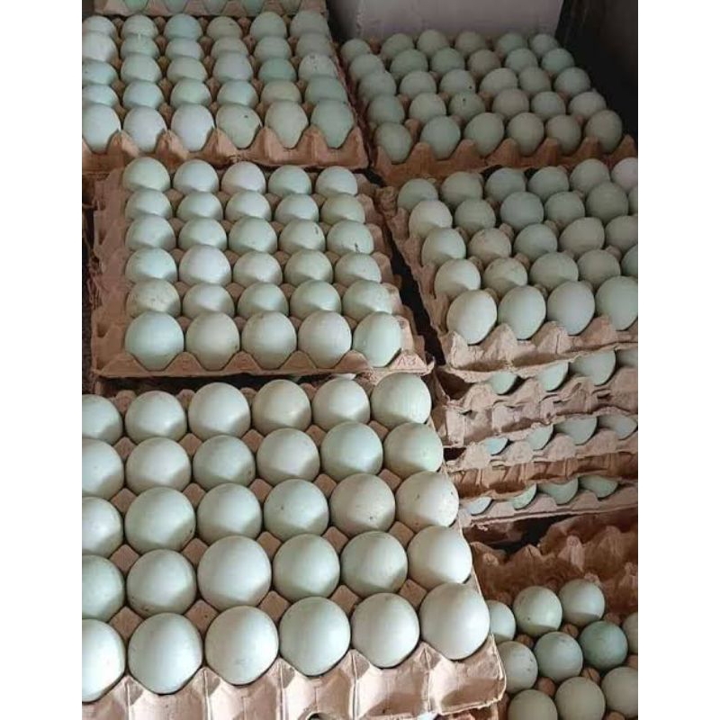telur bebek petelur Mojosari tetas atau konsumsi