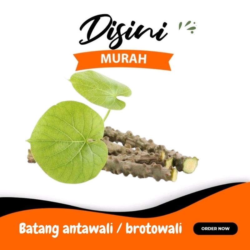 

batang antawali / brotowali / gadel per ikat ±90gr