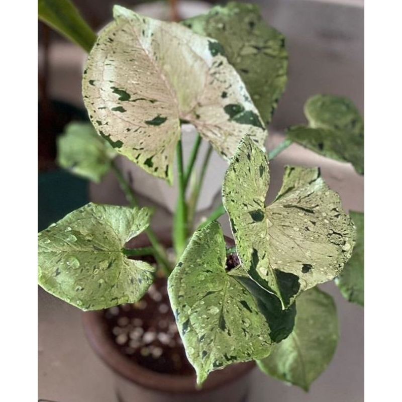 syngonium green splash