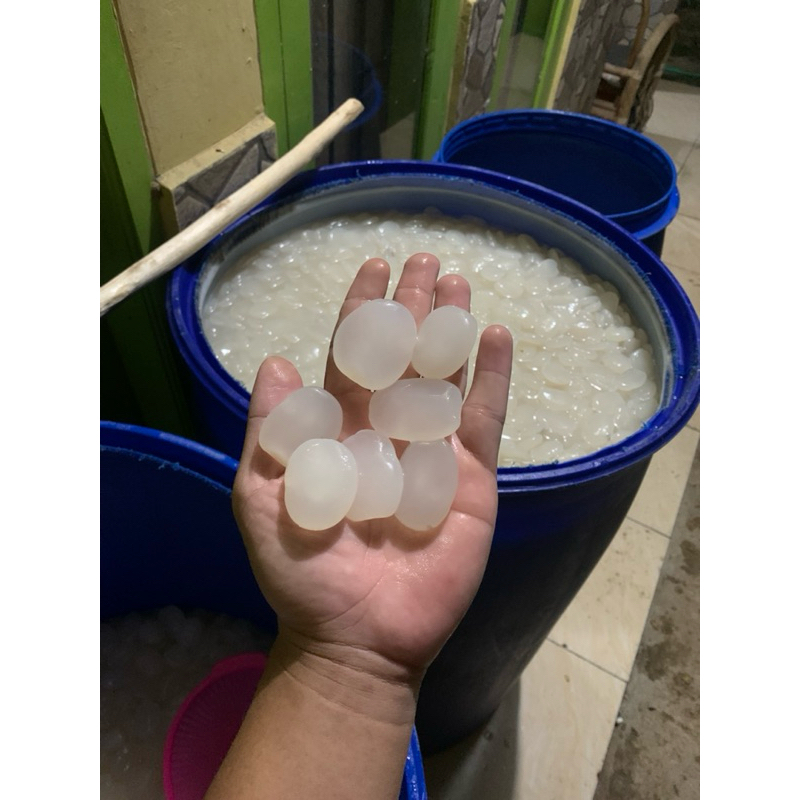 

KOLANG KALING SUPER JUMBO GEPENG CARULUK NGABRET