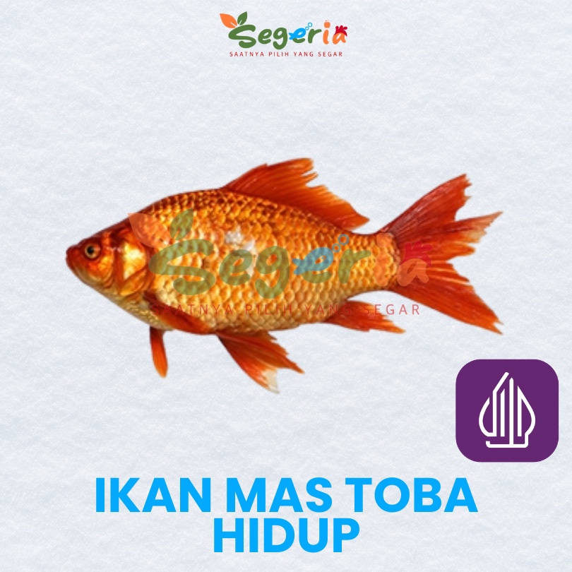 

IKAN MAS TOBA HIDUP