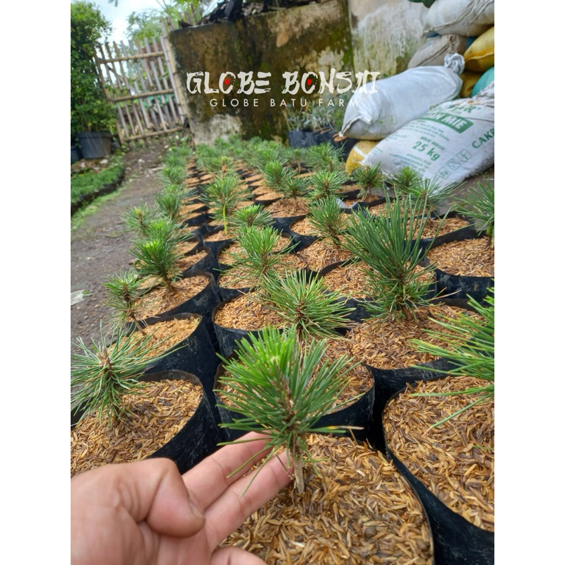 Cemara Black Pine - Bahan bonsai black pine