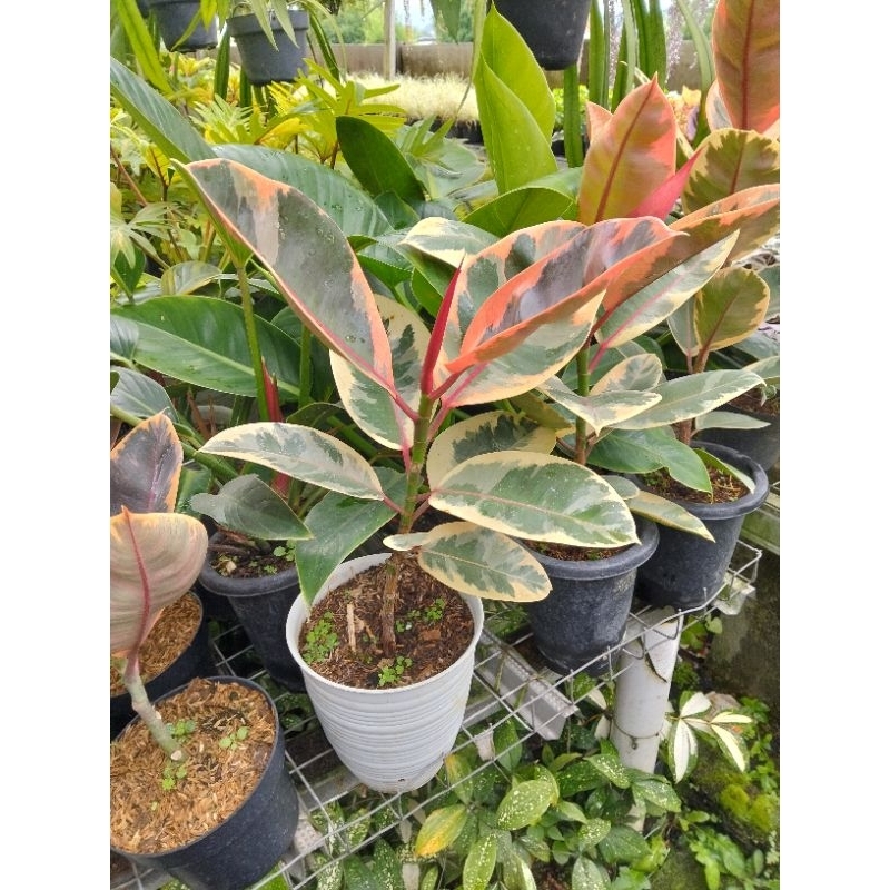 tanaman hias karet kebo/ficus elastica red var