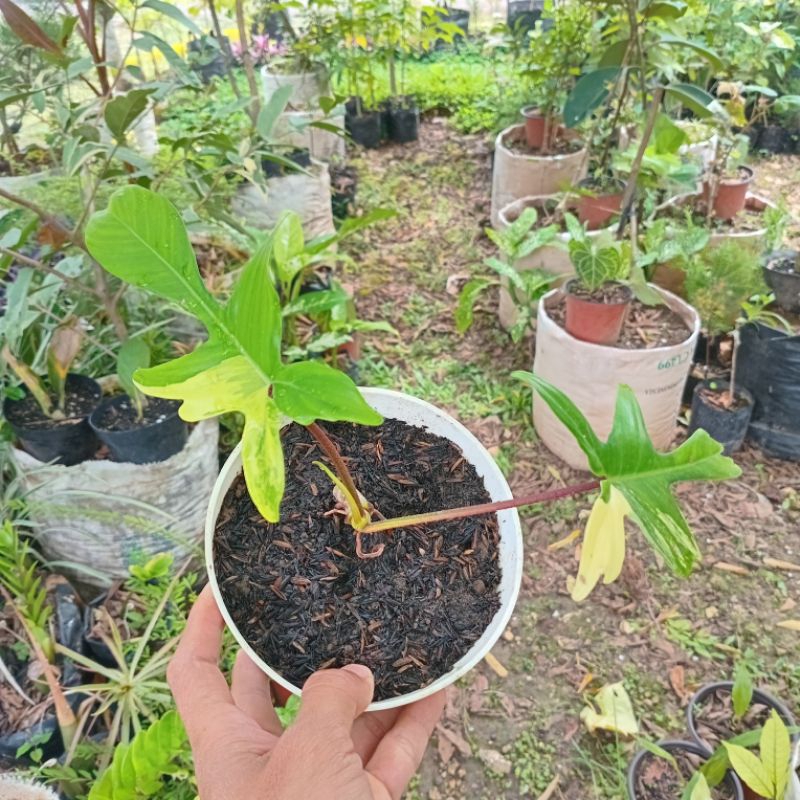 Philodendron florida beauty varigata