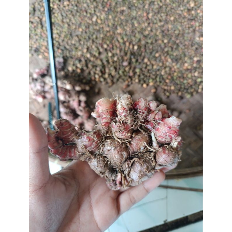 

JAHE MERAH ALAMI