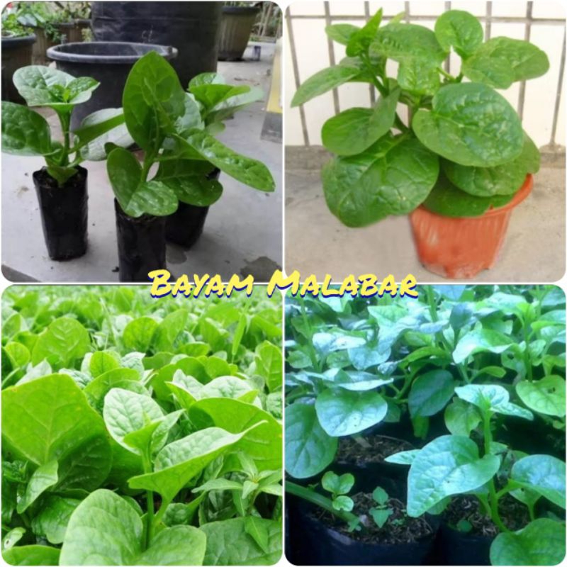 Tanaman Bayam Malabar Siap Tanam, Pohon Bayam Malabar
