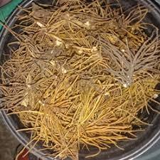

AKAR TUNJUK LANGIT 100 GRAM FRES BARU CABUT AKAR HERBAL