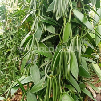 BIBIT VANILLA PLANIFOLIA KUALITAS SUPER / BIBIT VANILLA SULUR PANJANG / TANAMAN VANILLA PLANIFOLIA