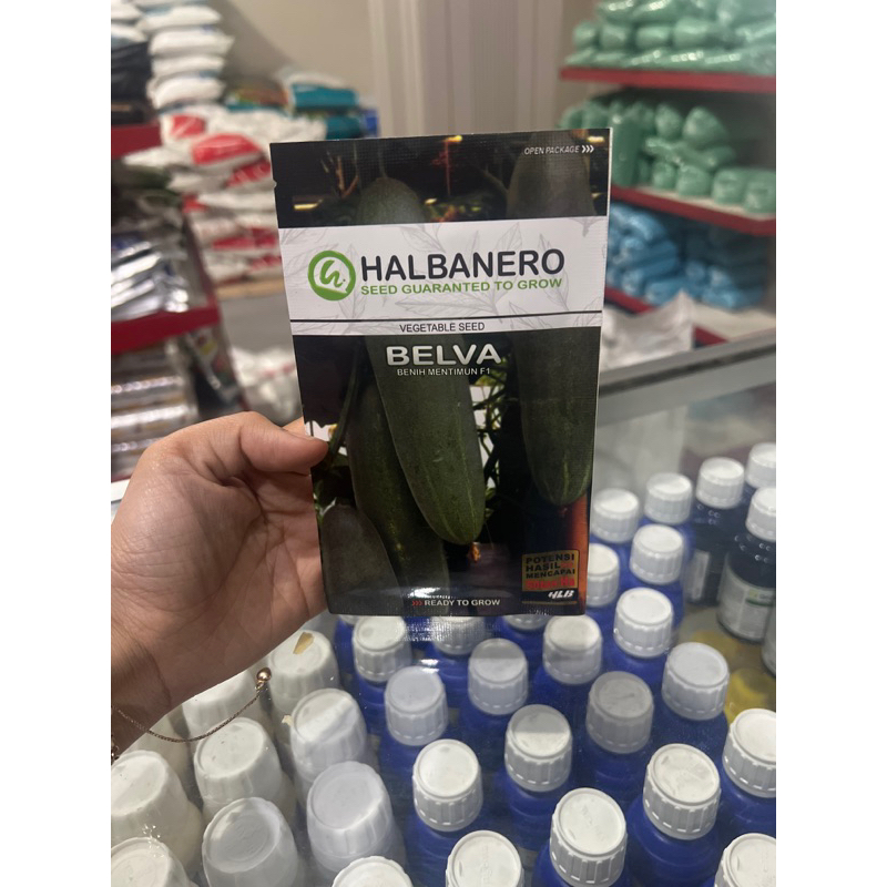 

belva timun besar halbanero