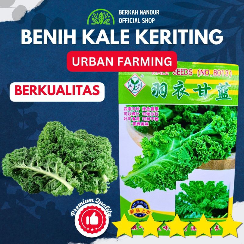 Benih Kale Kemasan Pabrik Benih Sayuran Kale Keriting 100 Biji