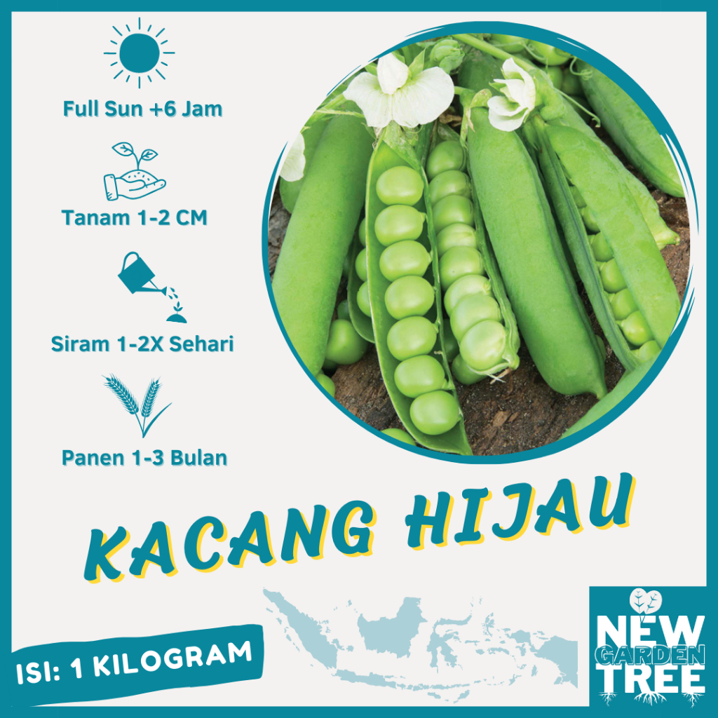 BENIH SAYURAN: 1 KG BENIH KACANG HIJAU BIJI BESAR KUALITAS UNGGUL