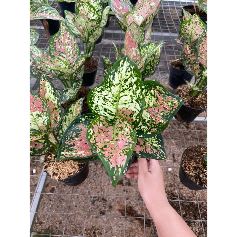 Aglaonema Tri Colour