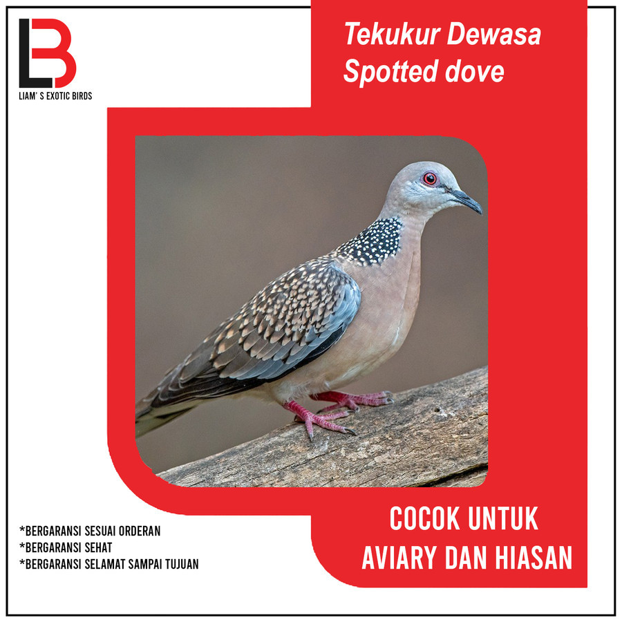 burung tekukur Dewasa pilihan rawatan Sepasang/Satuan