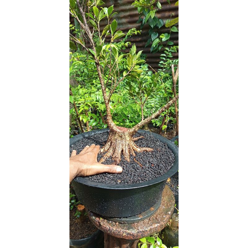 paket bonsai kimeng dan antingputri