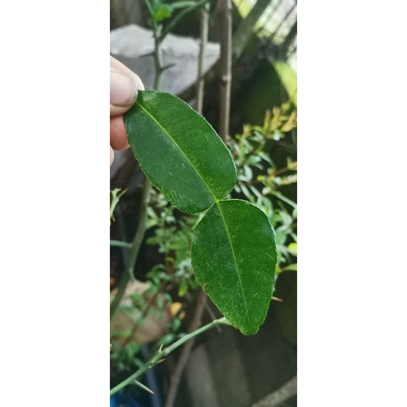 

Daun jeruk purut