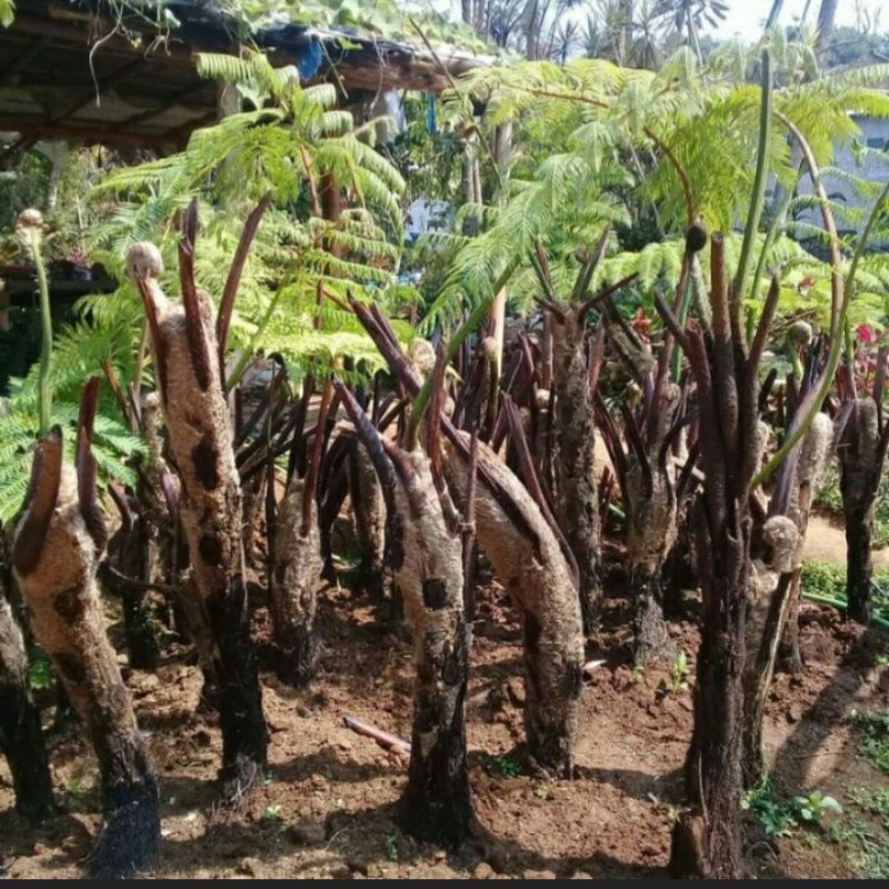 pohon pakis monyet-pakis haji pohon pakis hiass