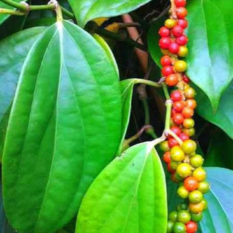 

Daun Kemukus Segar / Sirih Hutan 100gram