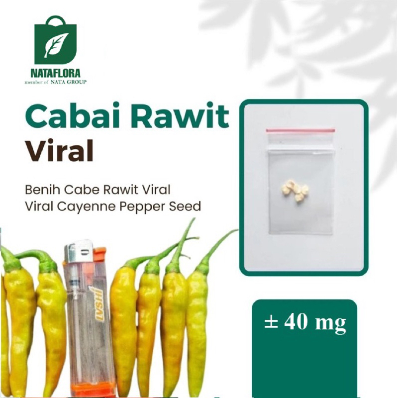 Benih Seribuan - Super Benih Cabai Rawit Viral
