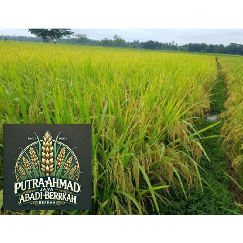 benih padi Cibatu 08 unggul 1KG
