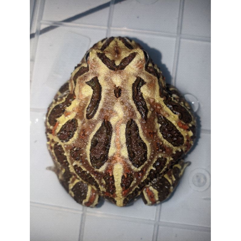PacmanFrog
