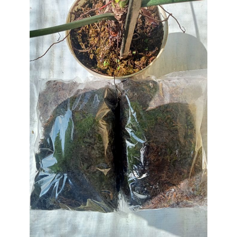 Lumut Pohon / Lumut Media Tanaman Hias