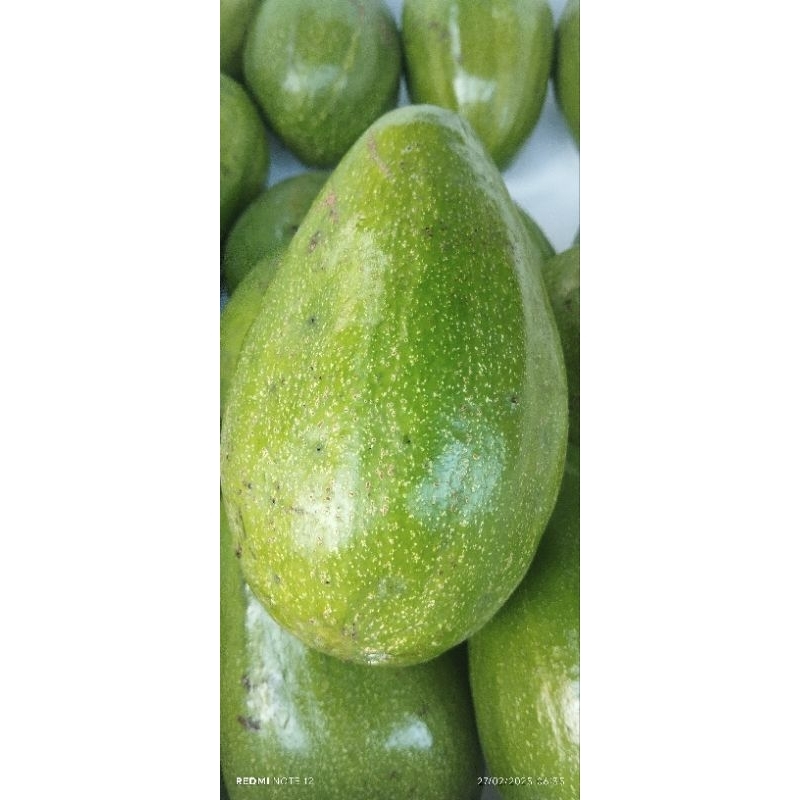 

alpukat aligator super