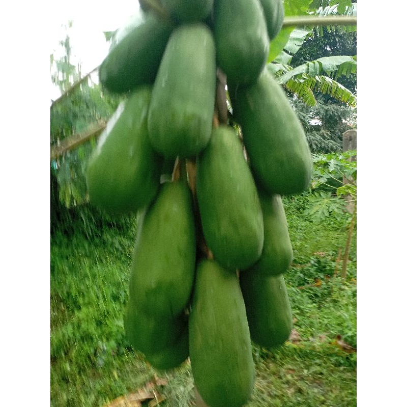 

PEPAYA / KATES MUDA HIJAU SEGAR