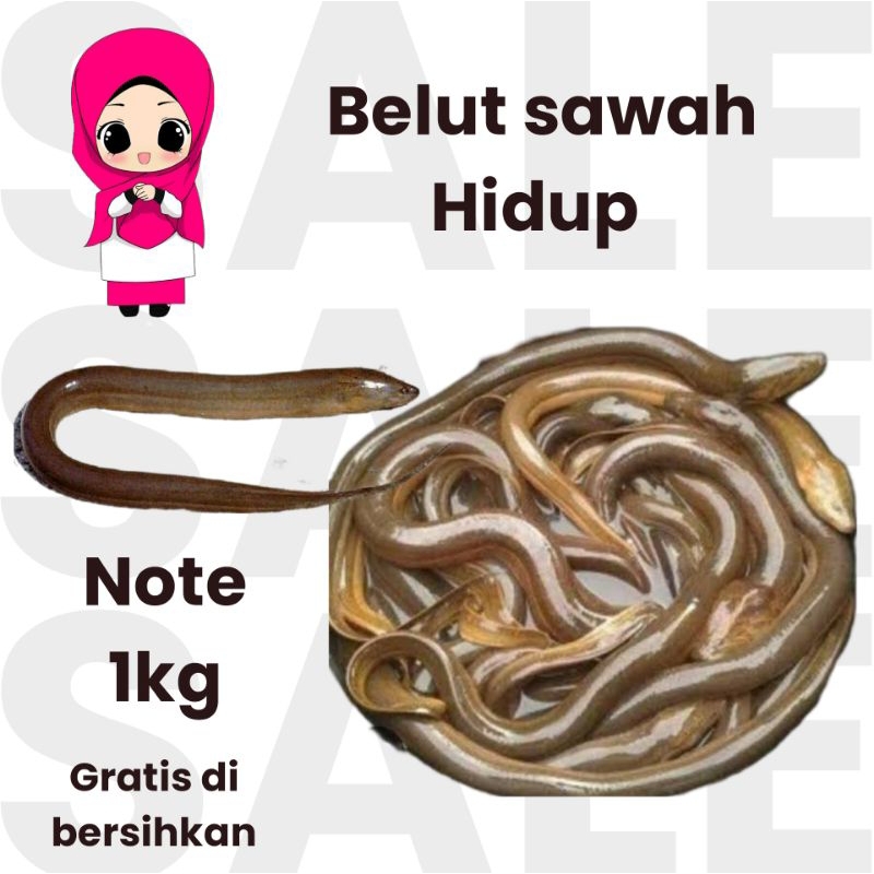 

belut sawah hidup 1kg gratis di bersihkan