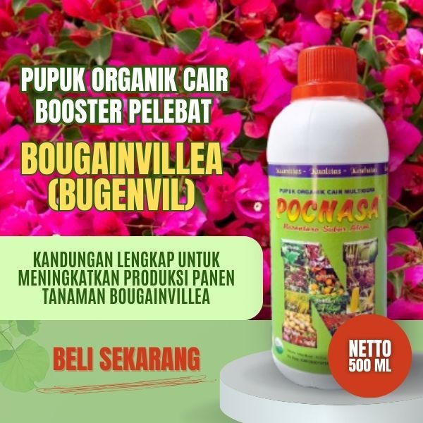 Pupuk Bugenvil / Pupuk Bugenvil Ekor Musang / Pupuk Bougenville / Pupuk Pelebat Bunga Bugenvil