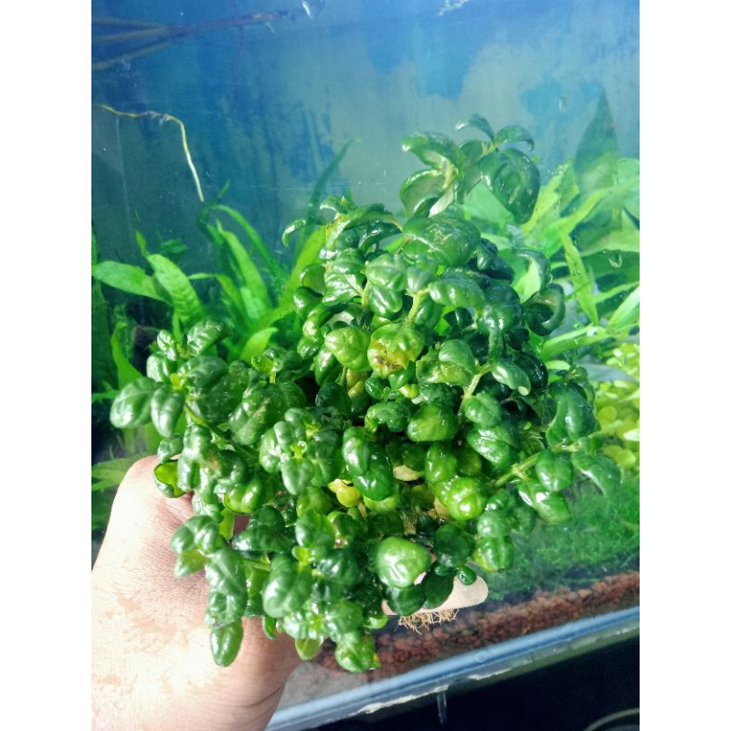 angguran media wabikusa