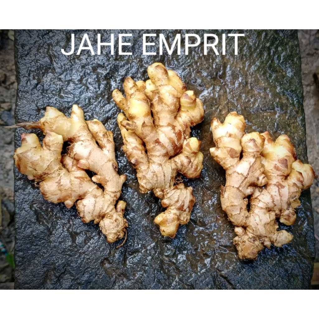 

Promo Jahe Emprit 1 kg fresh,alami,sehat,herbal (belum cuci)