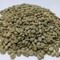 READI BIBIT/BENIH  SEMAI  KOPI ROBUSTA