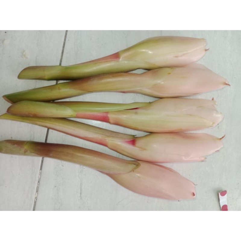 

kecombrang 1kg