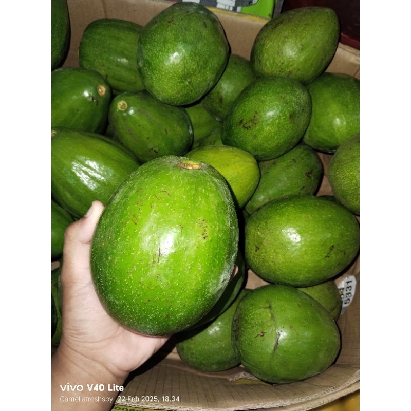 

Alpukat Mentega Isi 2-3