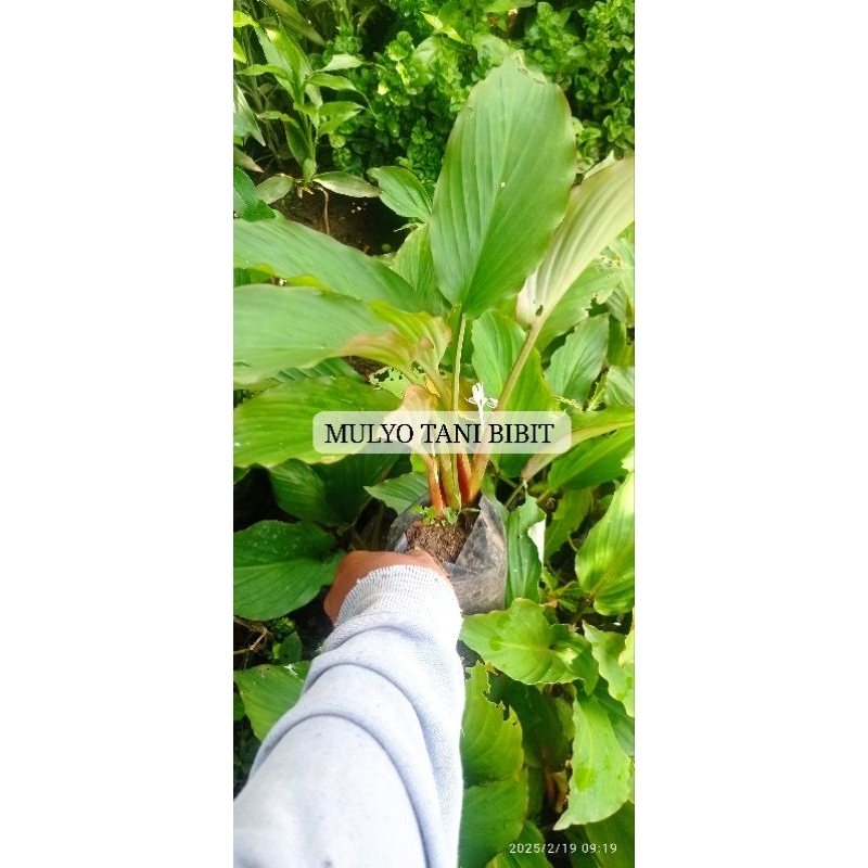 Bibit tanaman herbal kunyit hitam - kunir ireng langka indukan rimbun