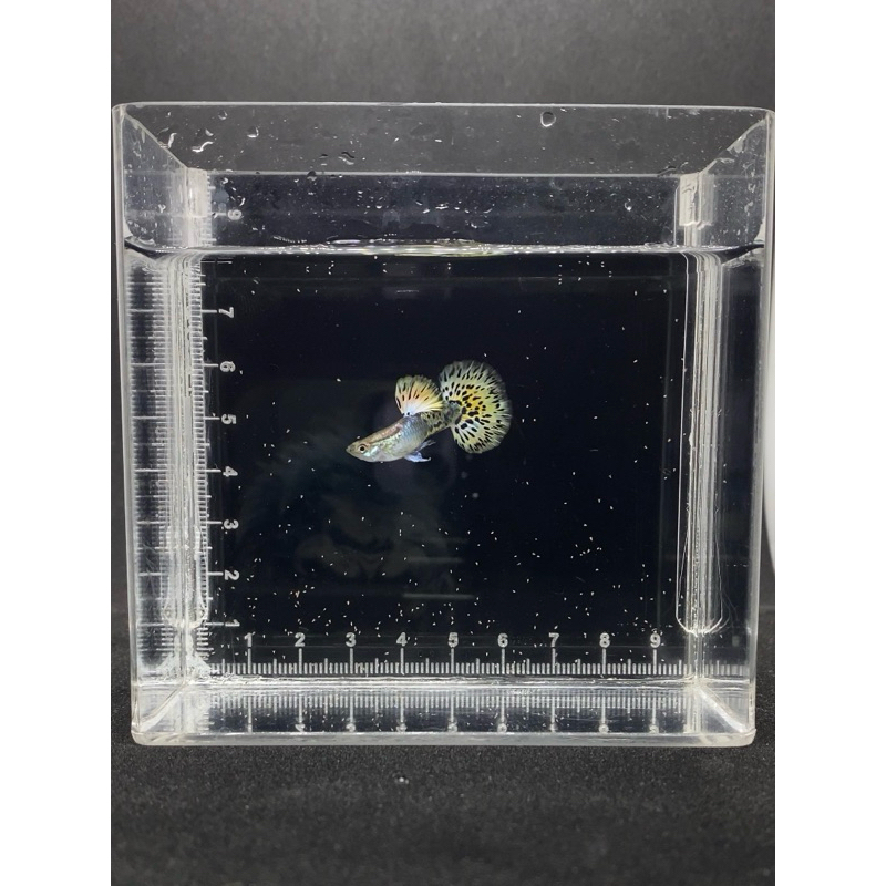 Hiasan Aquascape HM Yellow Leopard