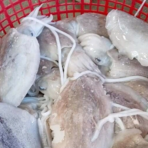 

Balakutak Hitam Balakutak Segar Cumi Balakutak Sotong 1Kg