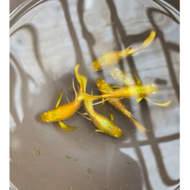 Hiasan Aquarium Ikan Guppy Full Gold Ribbon VVIP