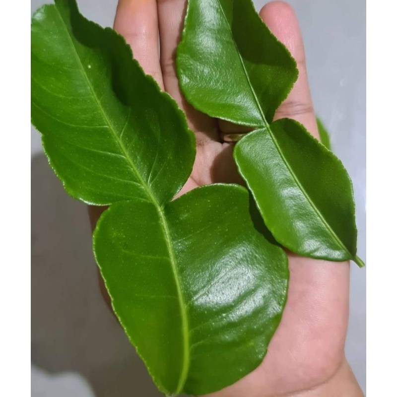 

daun jeruk purut daun jeruk angka8 harga 40 lembar