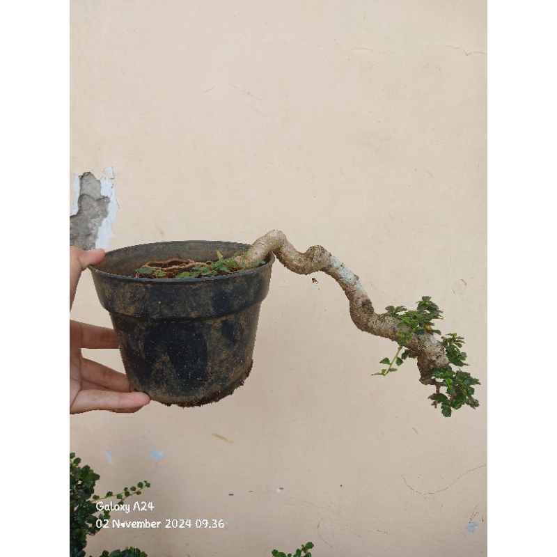 Bonsai hokianti mikro meliuk mame bonsai
