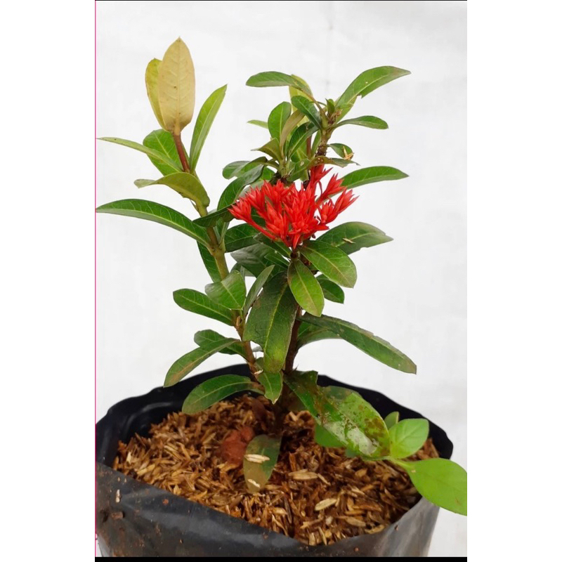 Tanaman hias Soka india bunga merah/Tanaman Hias soka/ pohon soka merah