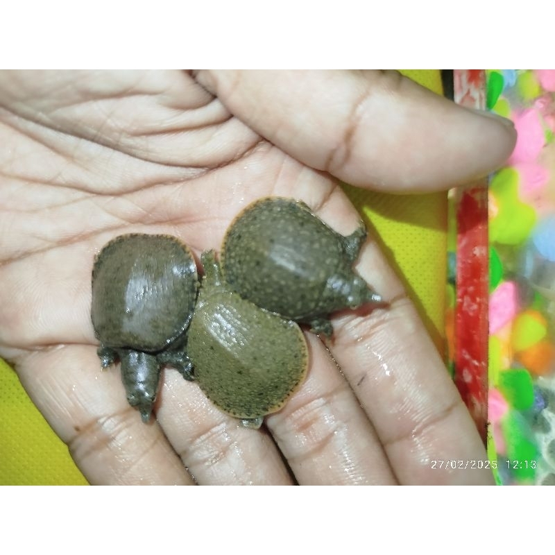 Hiasan Bulus /Labi-labi