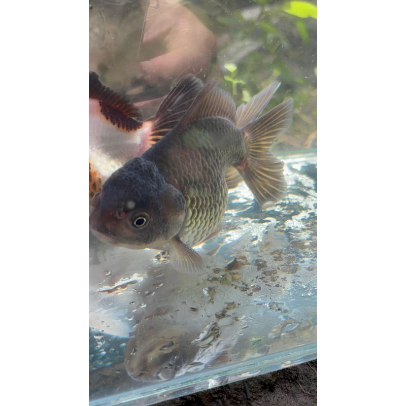 ikan mas koki oranda panda dan tricolor tiga warna untuk aquarium aquascape hiasan aquarium ikan hia