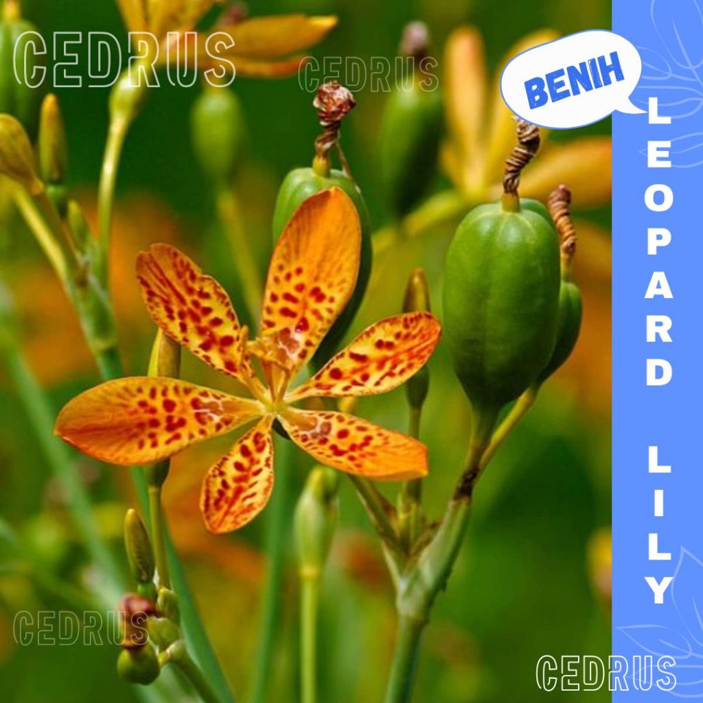 Benih LEOPARD LILY Biji Bunga Lilium Pardalinum