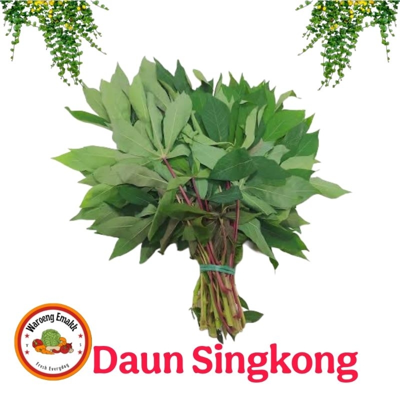 

DAUN SINGKONG