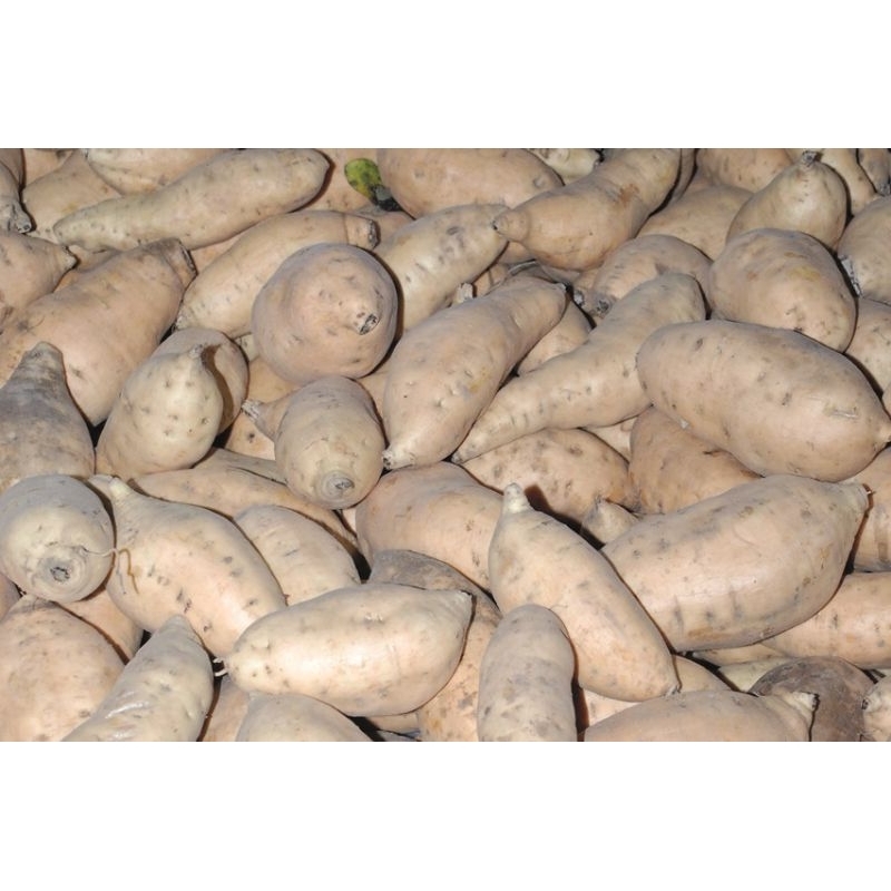 

ubi putih 1 kg